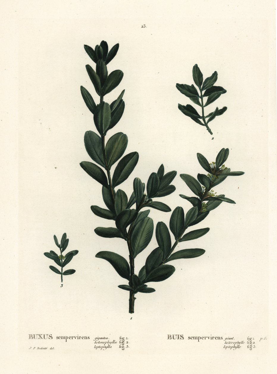Buis commun, Buxus sempervirens. Gravure en manière de crayon coloriée à la main d