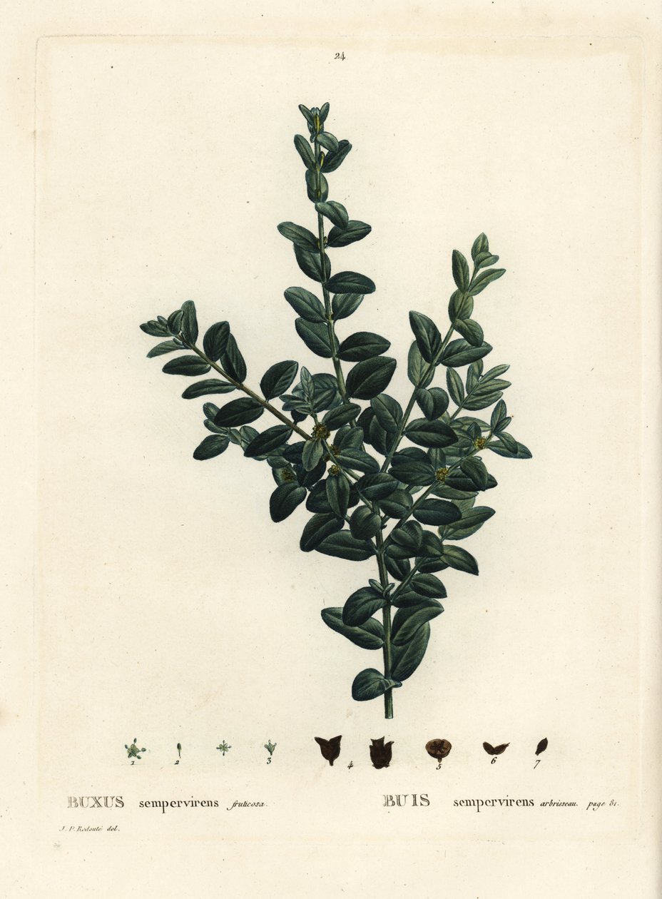 Buis commun, Buxus sempervirens fruticosa. Gravure en stipple colorée à la main d