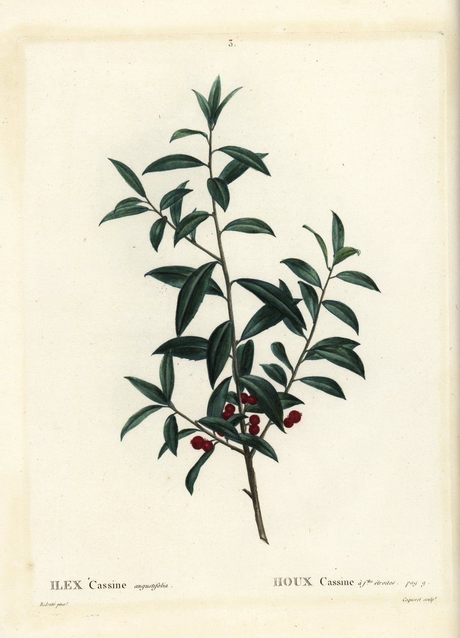 Houx dahoon. Gravure en couleur par Coqueret d