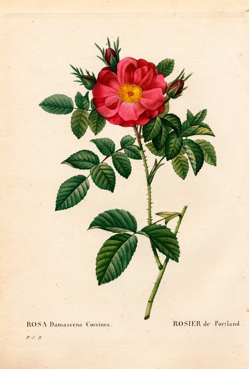 Portland-Rose, Rosa portlandica, Portland-Rose von Pierre-Joseph Redouté