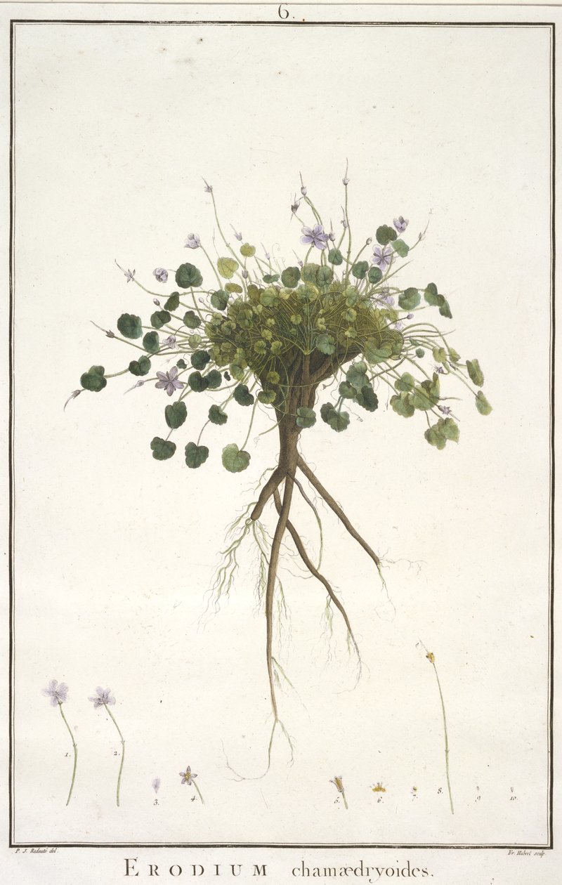 Erodium chamaedryoides, du Geraniologia, seu Erodii, Pelargonii, Monsoniae et Grieli historia iconibus illustrata, 1787-88 - Pierre Joseph Redouté