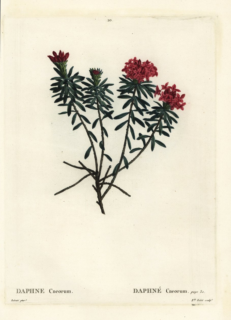 Garlande de fleurs rose or daphné, Daphne cneorum. Gravure en stipple colorée à la main par Miss Rolet d