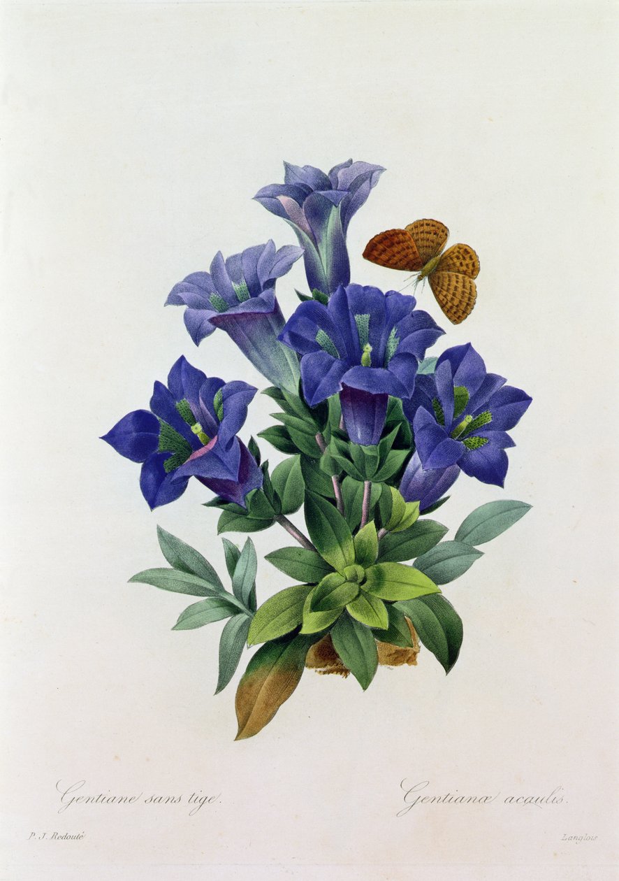 Gentiana Acaulis - Pierre Joseph Redouté