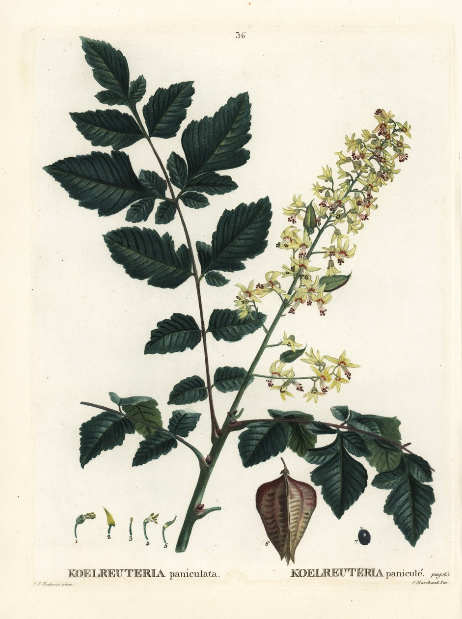 Arbre à pluie d