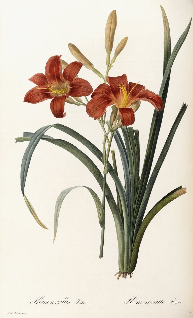Hemerocallis Fulva - Hémérocalle fauve - Pierre Joseph Redouté