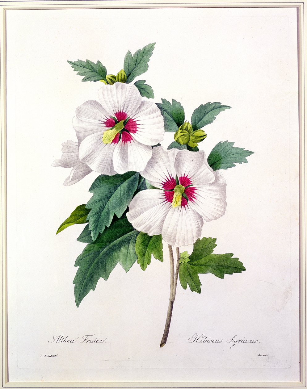 Hibiscus syriacus, gravé par Bessin, de 
