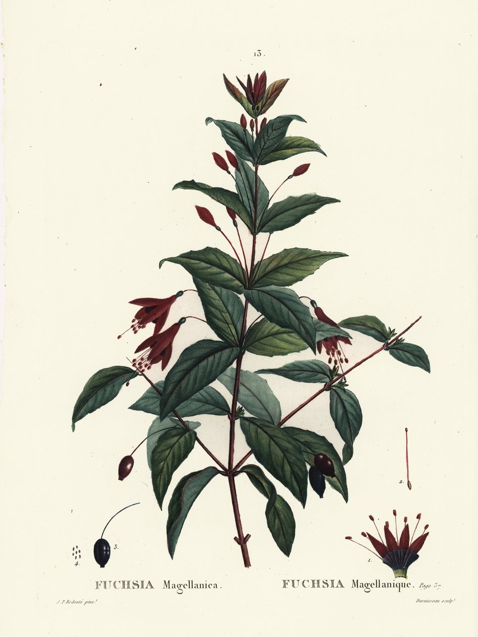 Fuchsia colibri, Fuchsia magellanica. Gravure en manière de crayon par Du Ruisseau d