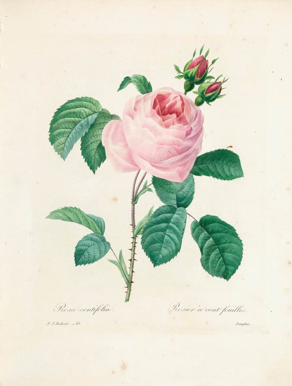 Rose Cent-Feuilles, gravée par Langlois, de 