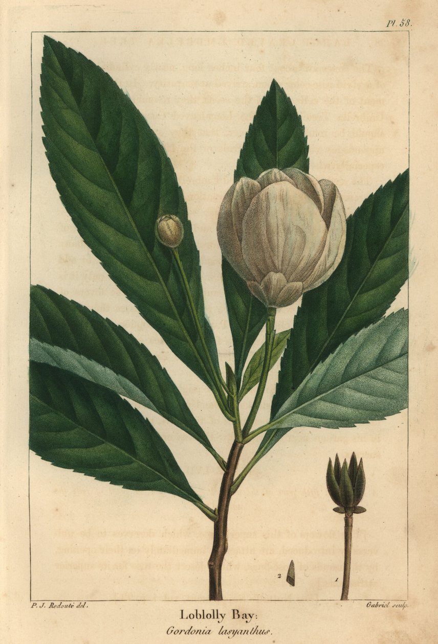 Loblolly bay, Gordonia lasyanthus - Pierre Joseph Redouté