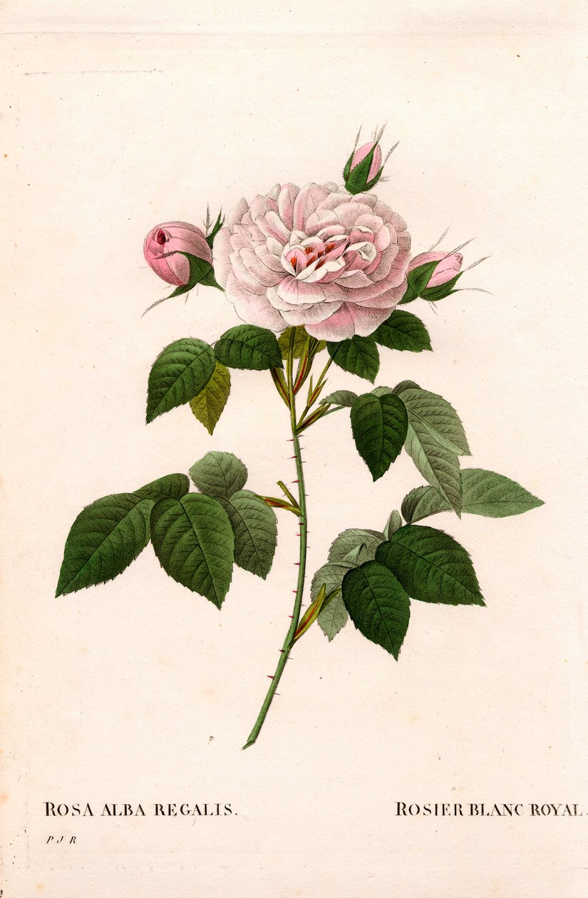 Rose incarnate, rose blanche royale, Rosa alba var. incarnata. Gravure au pointillé en couleur de Pierre Joseph Redouté « Les Roses », Paris - Pierre Joseph Redouté