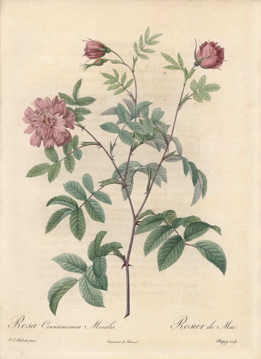 Rose de mai ou rose cannelle - Eau-forte de Chapuy, d
