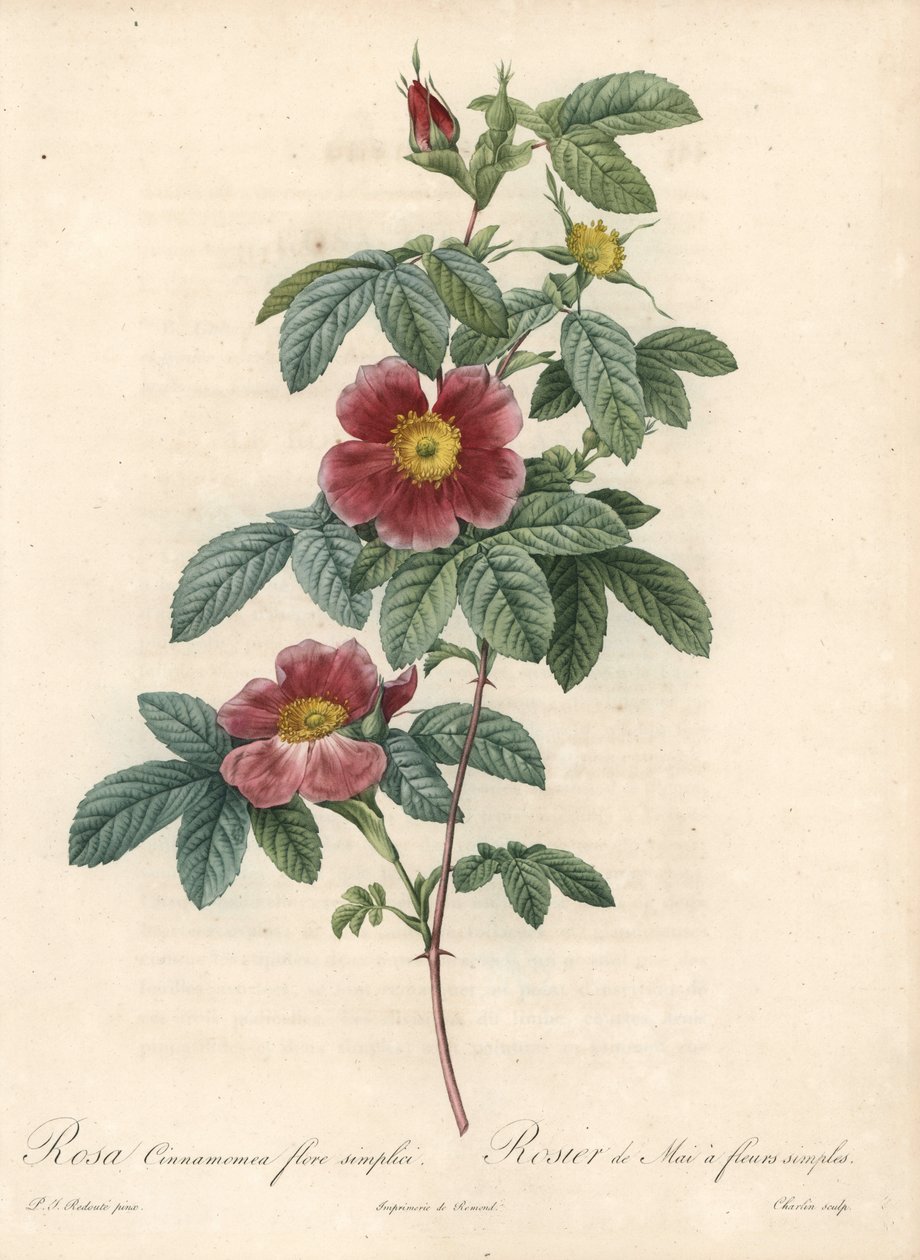 Rose de mai ou rose cannelle une fleur simple - Eau-forte de Charlin, d