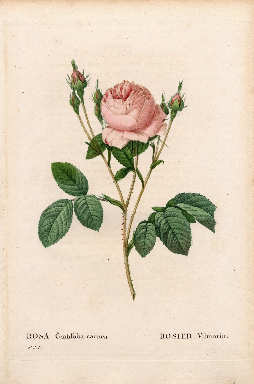 Rose Vilmorin, Rosa centifolia Vilmorin. Gravure au pointillé colorée à la main de Pierre Joseph Redouté « Les Roses », Paris - Pierre Joseph Redouté