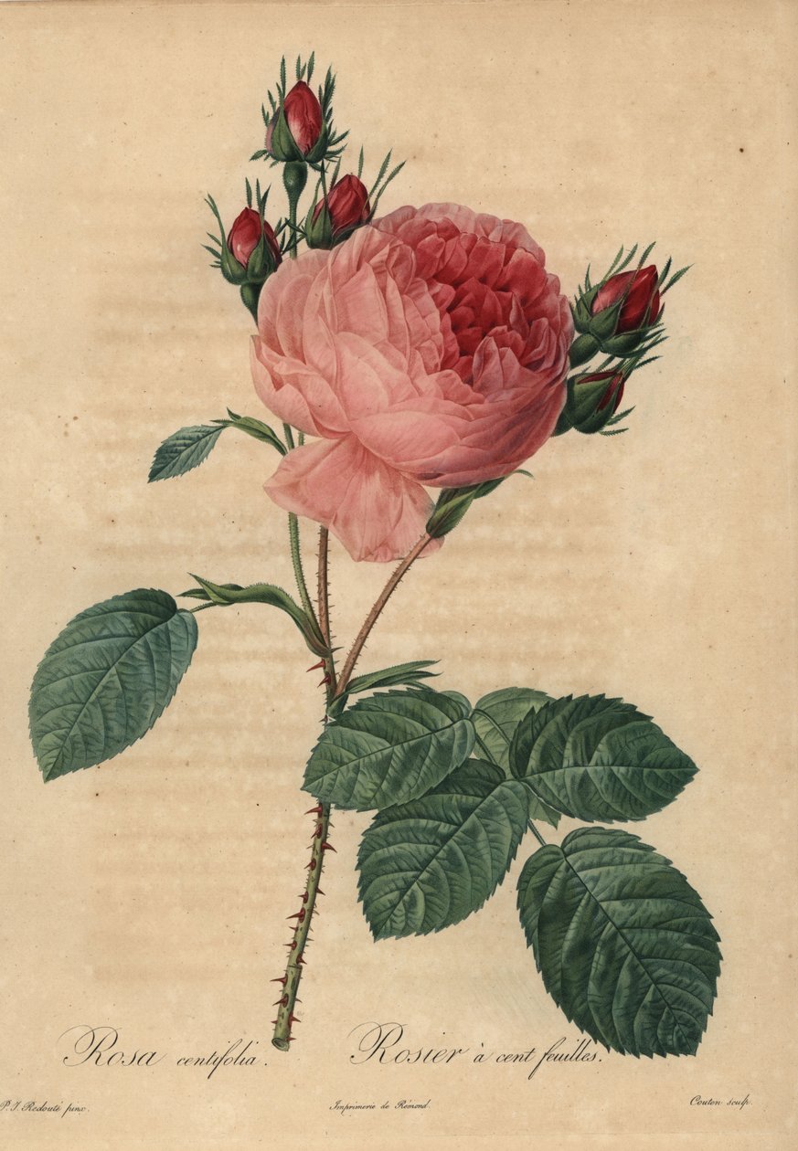 Rose chou rose ou rose de Provence, Rosa centifolia - Pierre Joseph Redouté