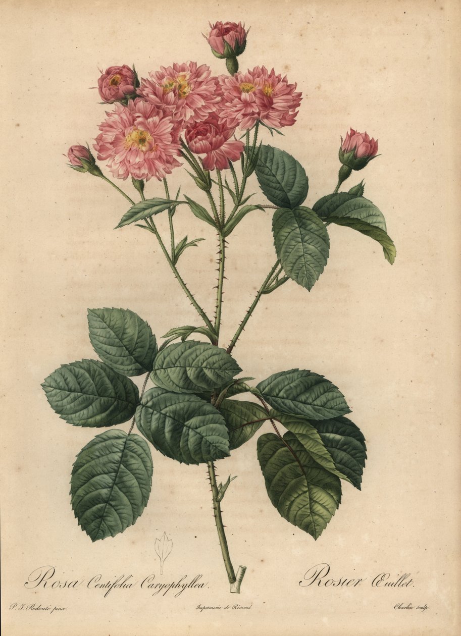 Rose chou à pétales d