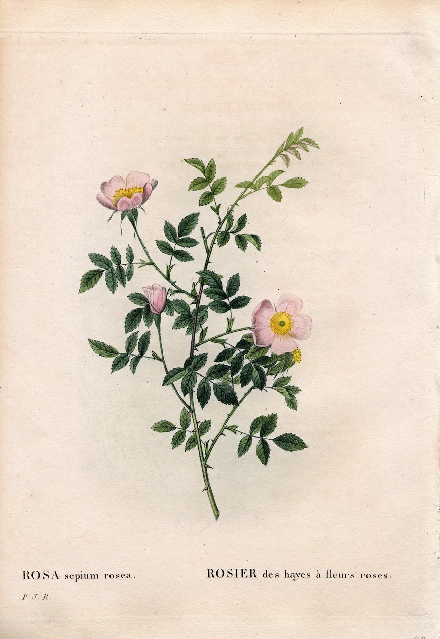 Rose des haies rose, Rosa aggrestis variété, Rose des haies à fleurs roses. Gravure en taille-douce coloriée à la main de Pierre Joseph Redouté « Les Roses », Paris - Pierre Joseph Redouté
