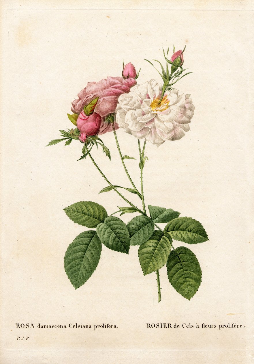 Rose prolifère de Cels, Rosa damascena var. incarnata-maxima, Rose de Cels à fleurs prolifères. Gravure en taille-douce coloriée à la main de Pierre Joseph Redouté « Les Roses », Paris - Pierre-Joseph Redouté