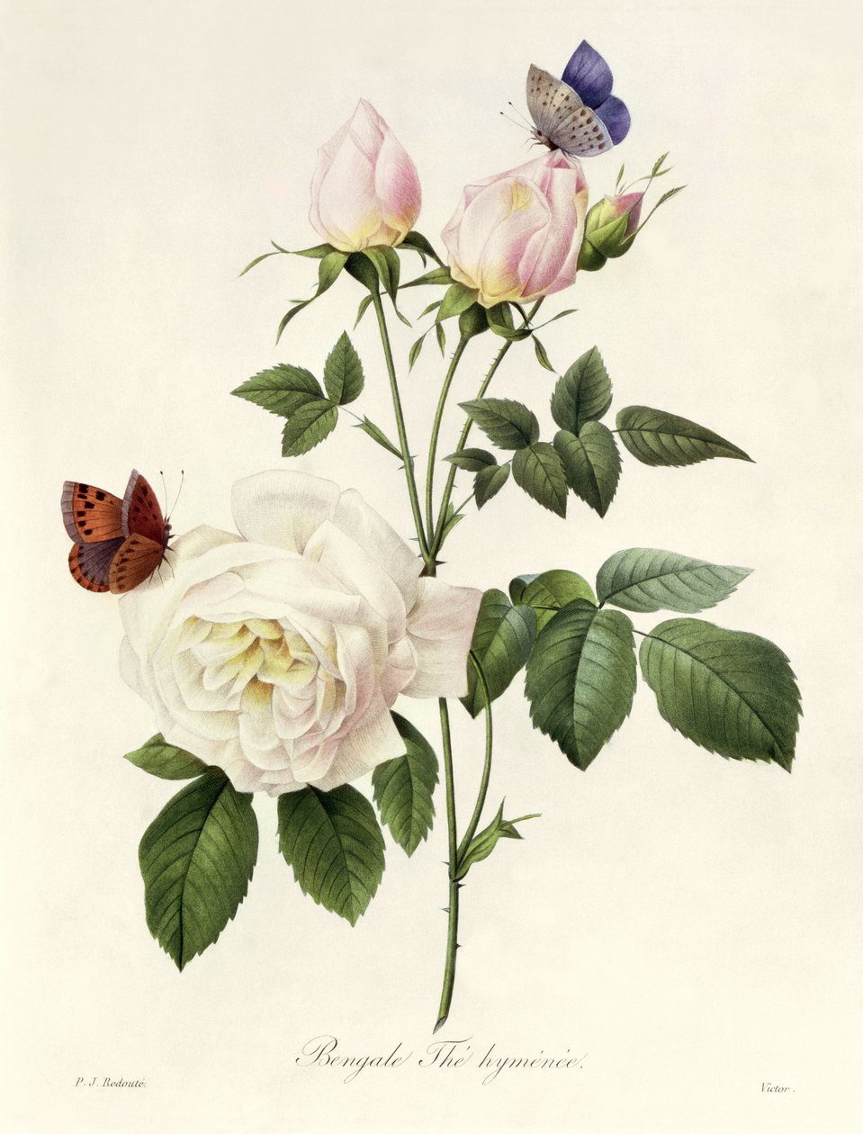 Rosa : Bengale les Hyménées, de 