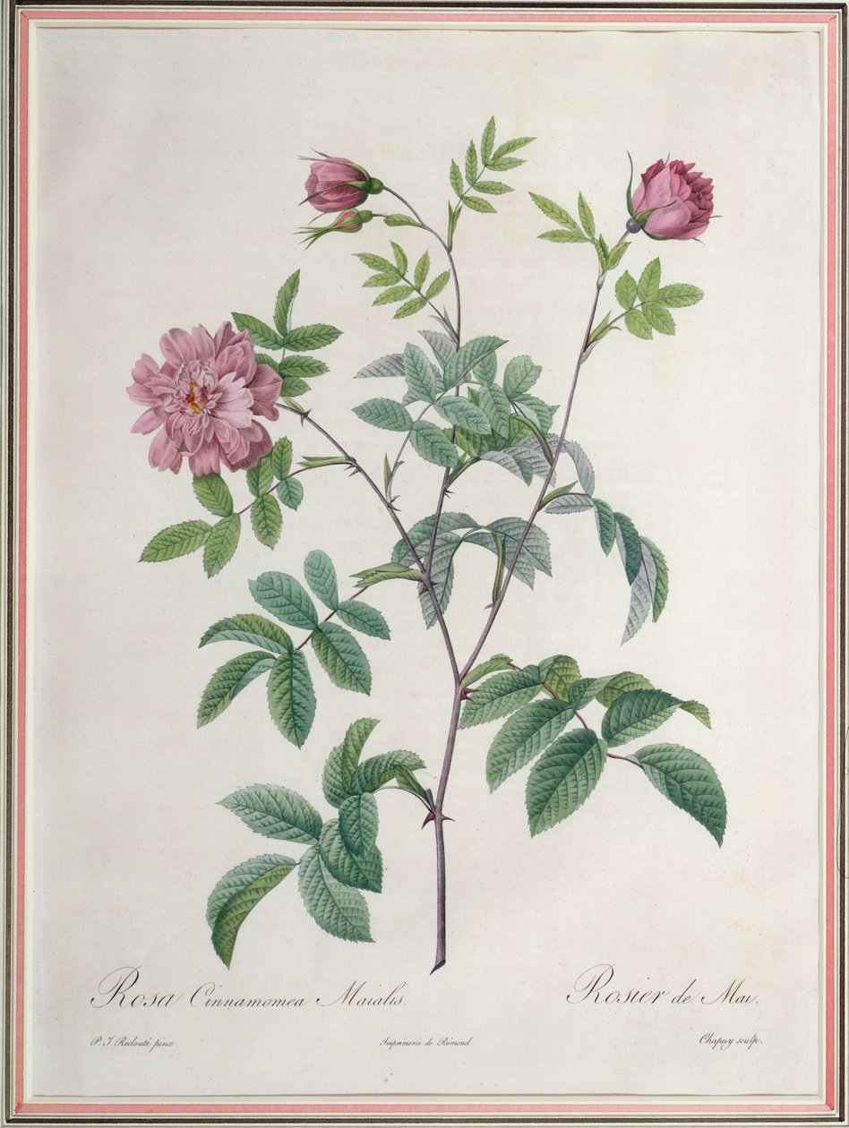 Rosa Cinnamomea Maialis, gravé par Chapuy, publié par Remond - Pierre Joseph Redouté
