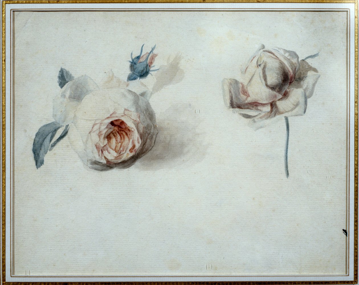 Étude de rose Aquarelle par Pierre Joseph Redouté (1759-1840) 19e siècle Malmaison, musée du château. - Pierre Joseph Redouté