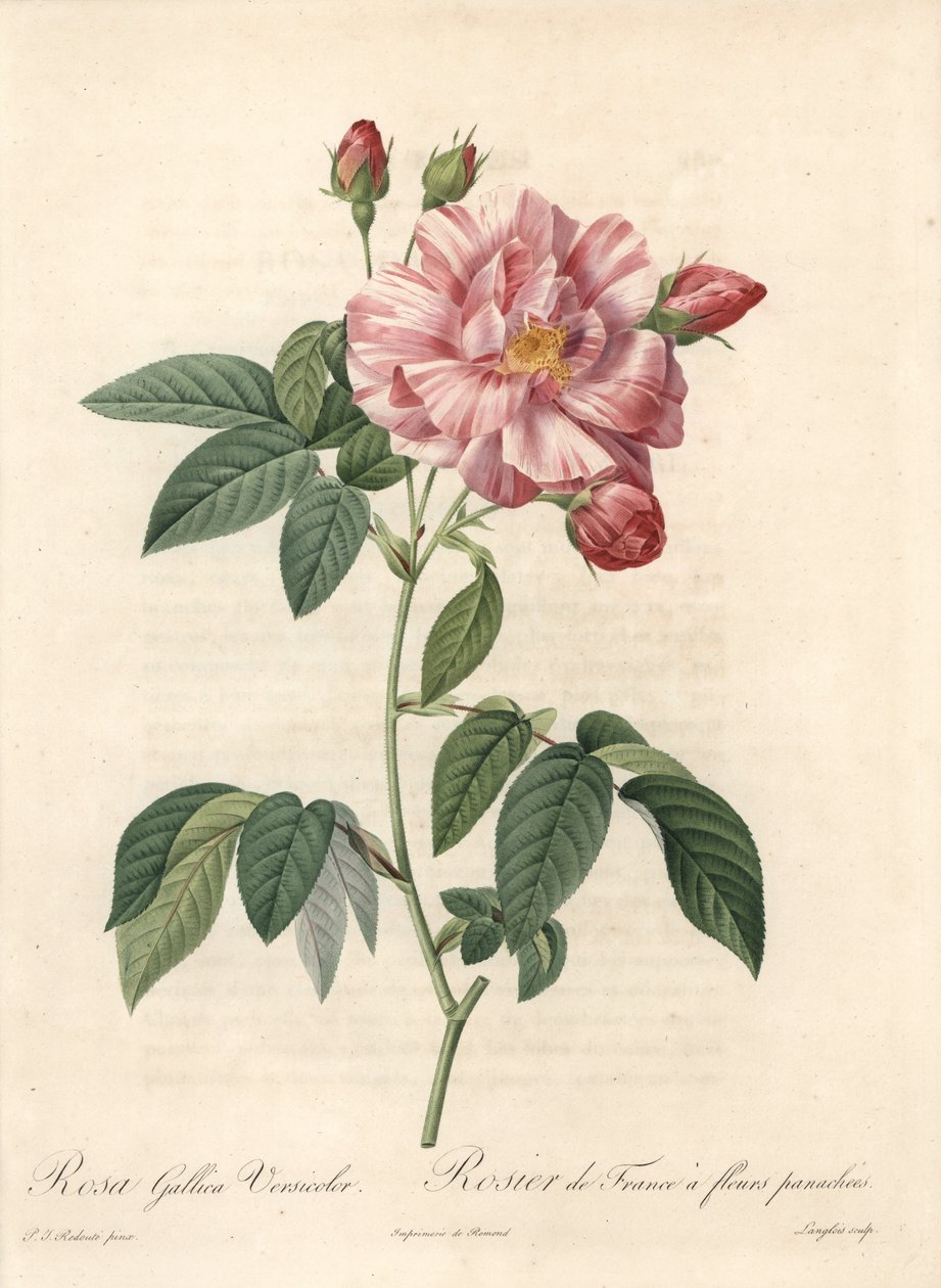Rosier de France ou rose de Provins, variété versicolor - Eau-forte de Langlois, d