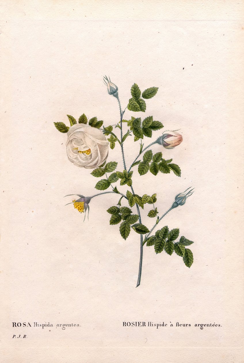 Rose à fleurs argentées, Rosa tomentosa variété, Rose rose à fleurs argentées. Gravure en taille-douce coloriée à la main de Pierre Joseph Redouté « Les Roses », Paris - Pierre Joseph Redouté