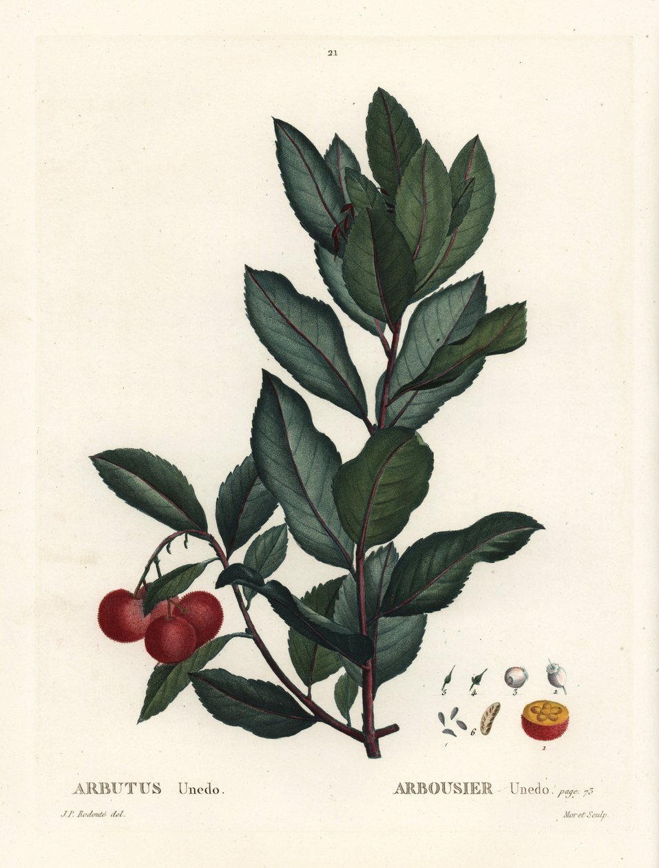 Arbousier, Arbutus unedo. Gravure en manière noire colorée à la main d
