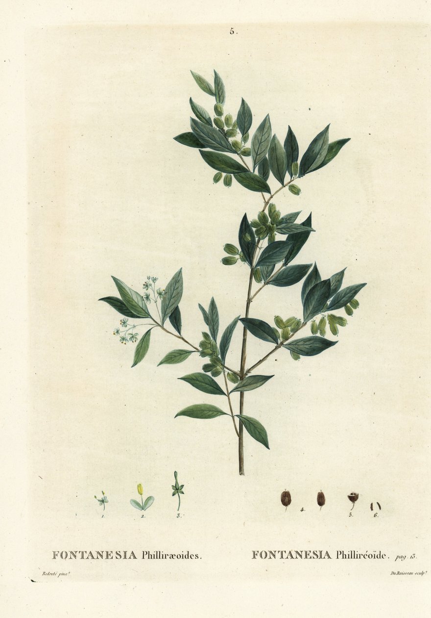 Fontanesia phillyreoides. Gravure en stipple colorée à la main par Du Ruisseau d