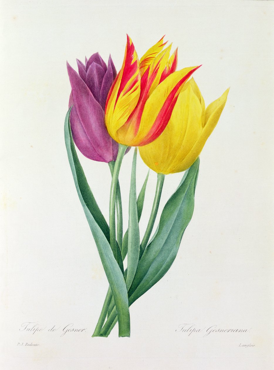 Tulipa Gesneriana - Pierre Joseph Redouté
