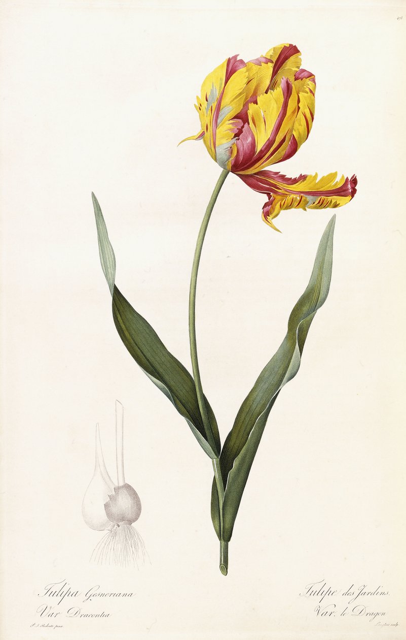 Tulipa Gesneriana - Tulipe des Jardins - Pierre Joseph Redouté