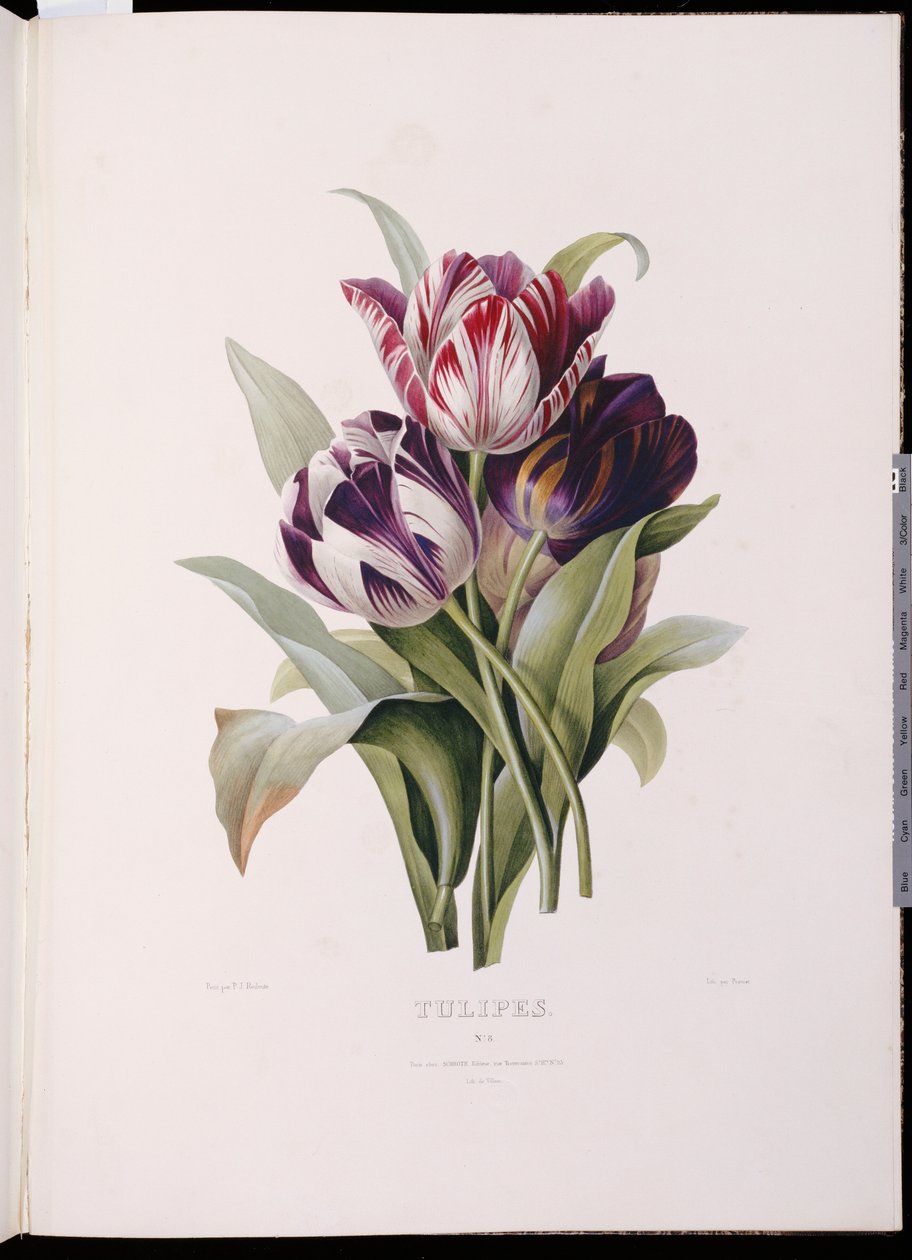 Tulipes, de "Une belle série de bouquets floraux" - Pierre Joseph Redouté