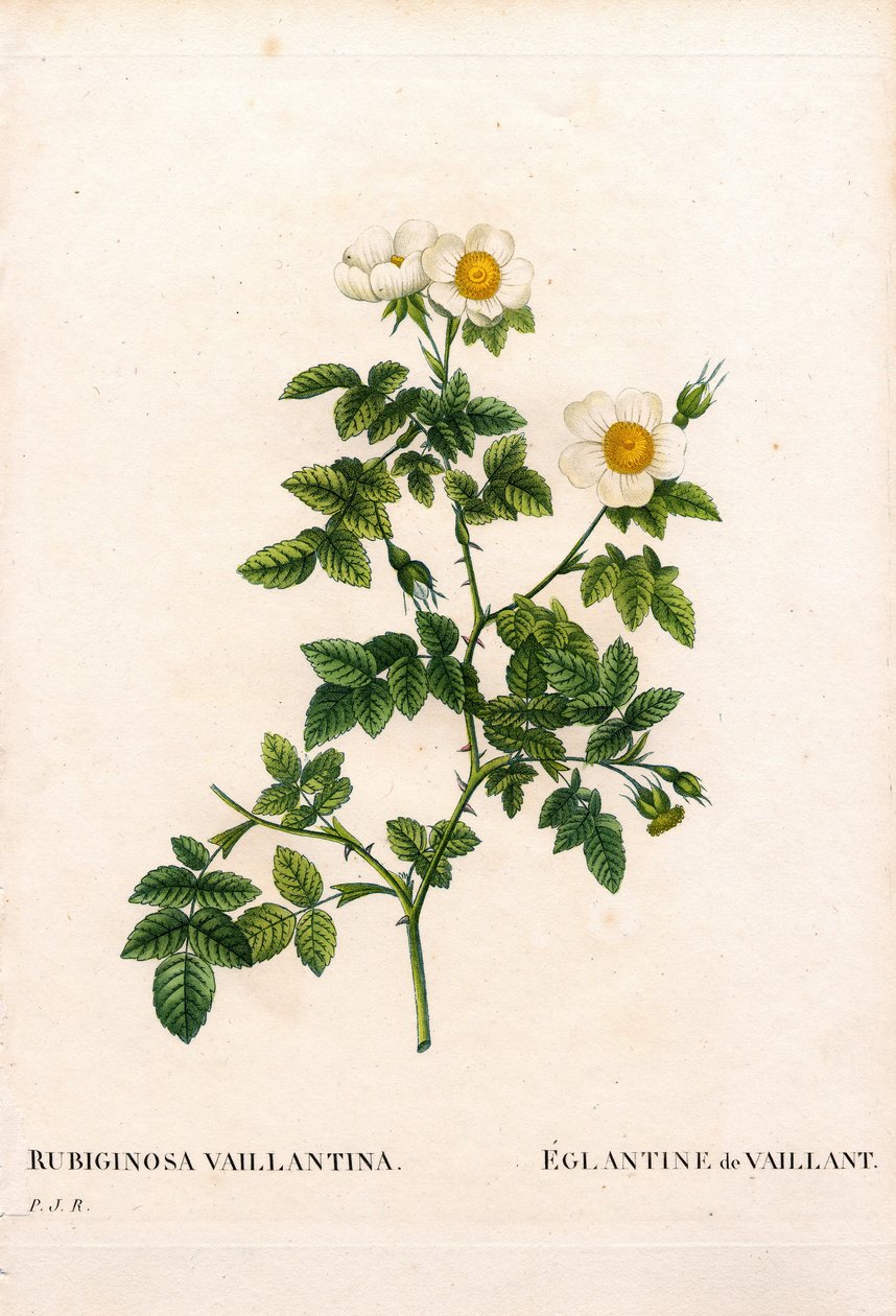 Rose églantine de Vaillant, Rosa rubiginosa variété, L
