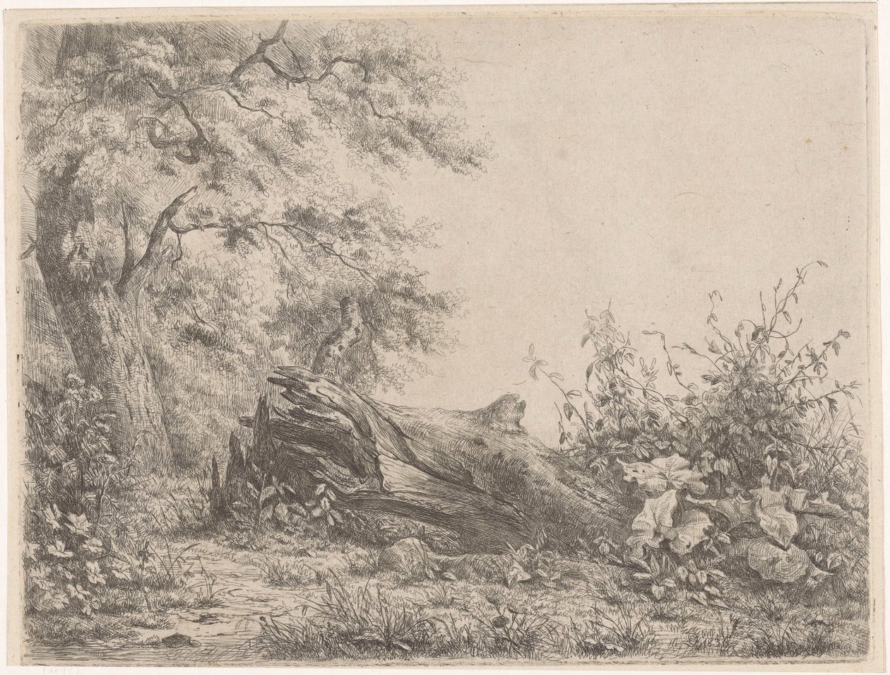 Arbre tombé au bord de la forêt - Pierre Louis Dubourcq