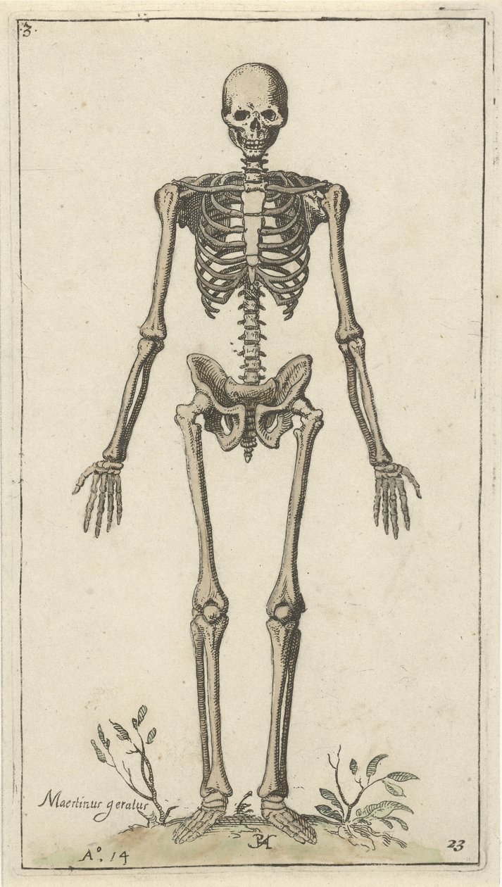 Squelette masculin, vu de face - Pieter Feddes van Harlingen