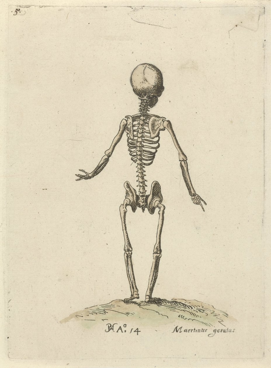 Squelette, vu de dos - Pieter Feddes van Harlingen