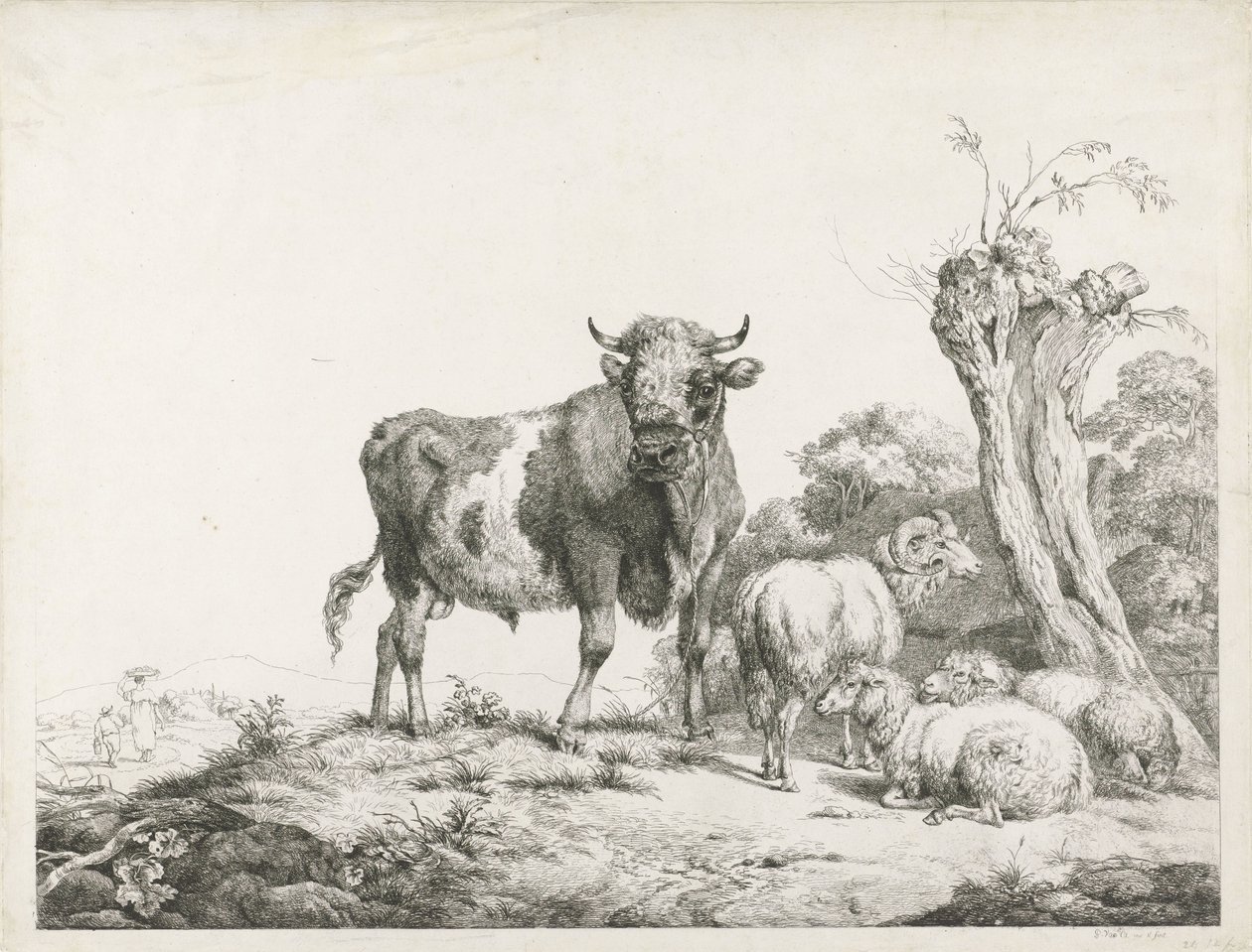 Un taureau, un bélier et deux moutons couchés près d