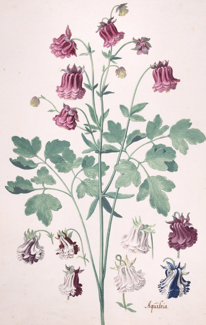 Une columbine ou bonnet de grand-mère..., avec études supplémentaires de fleurs, milieu-fin du XVIIe siècle - Pieter Holsteyn the Younger
