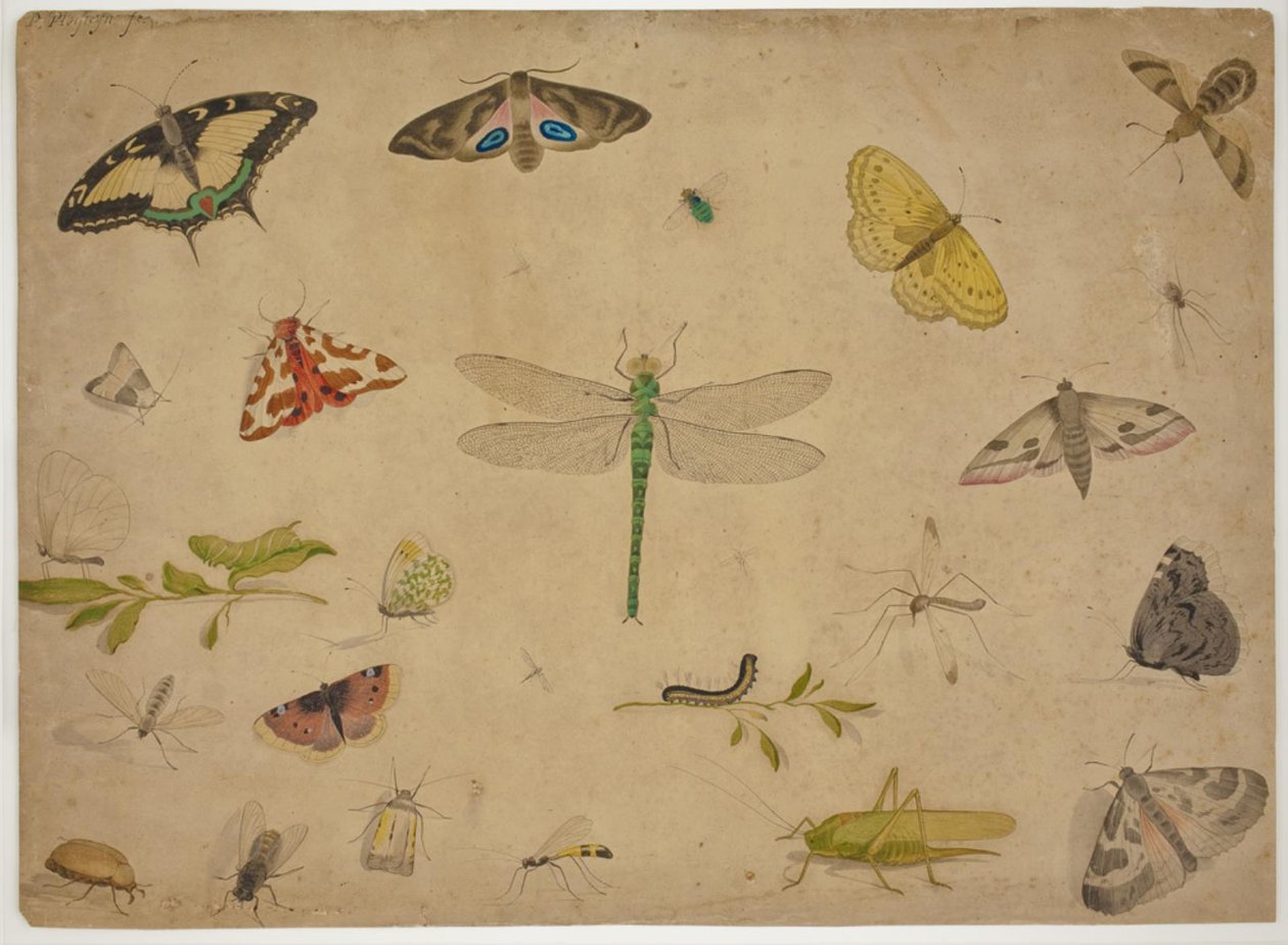 26 insectes - Pieter I Holsteijn