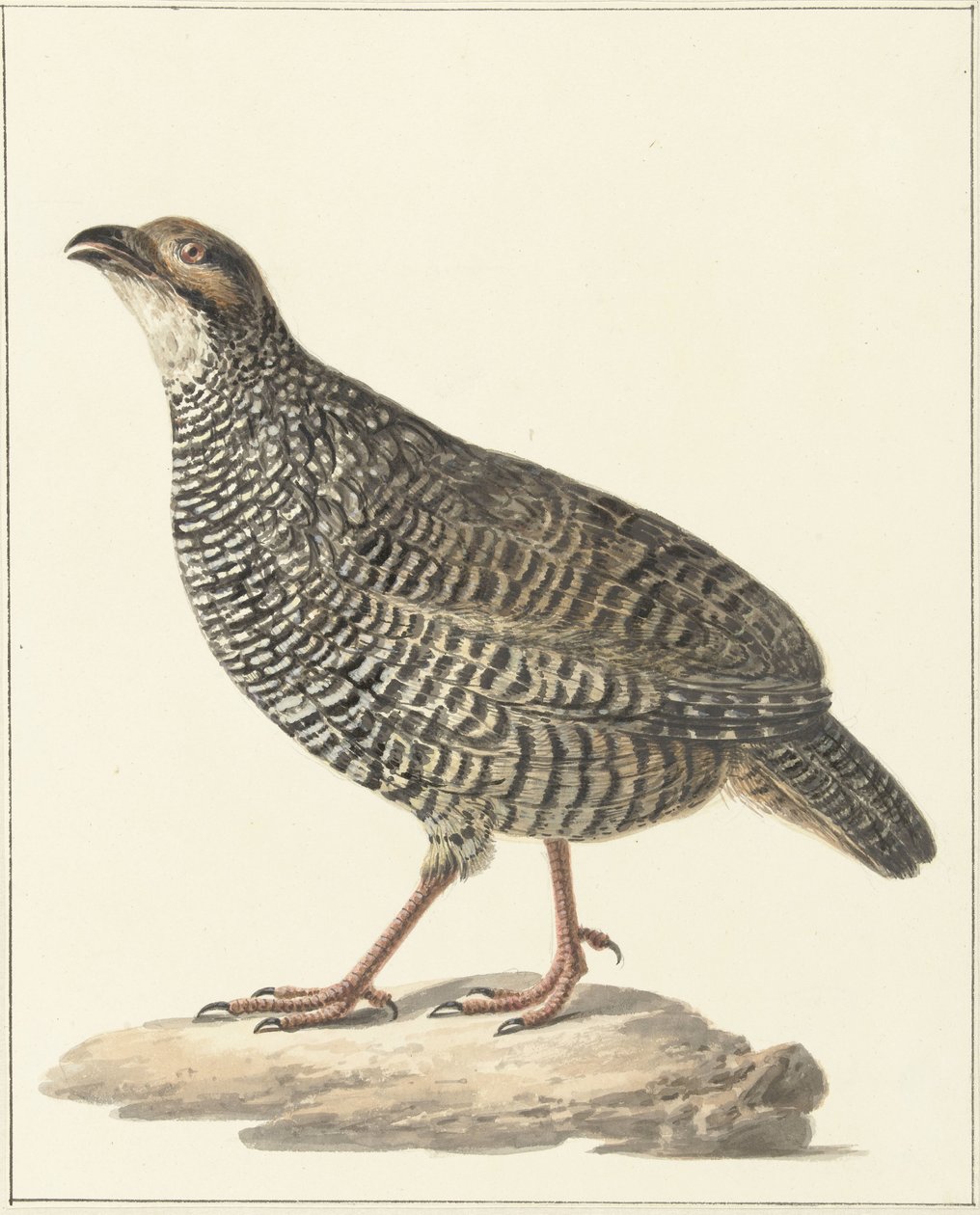 Francolin chinois (Excalfactoria chinensis) - Pieter Pietersz. Barbiers