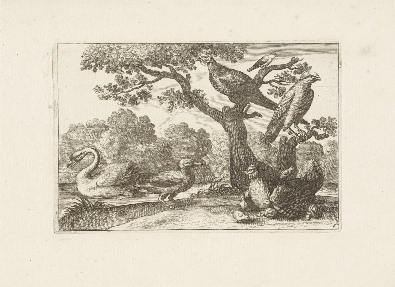 Poulet avec poussins et autres oiseaux - Pieter Schenk (I) (attributed to)