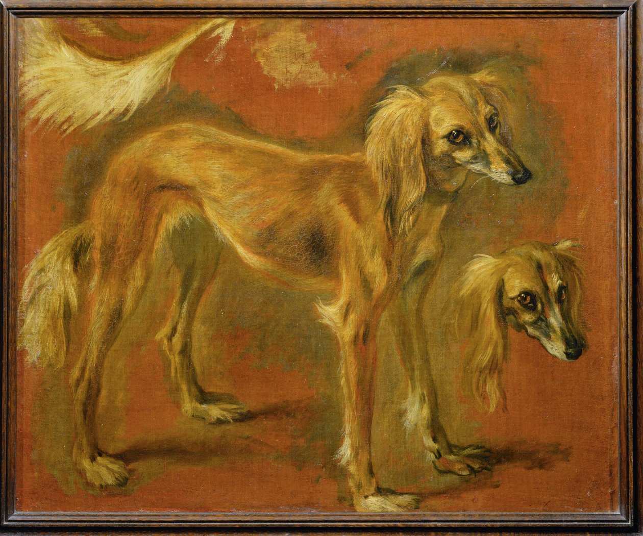 Un lévrier (peinture sur toile) - Pieter or Peter Boel