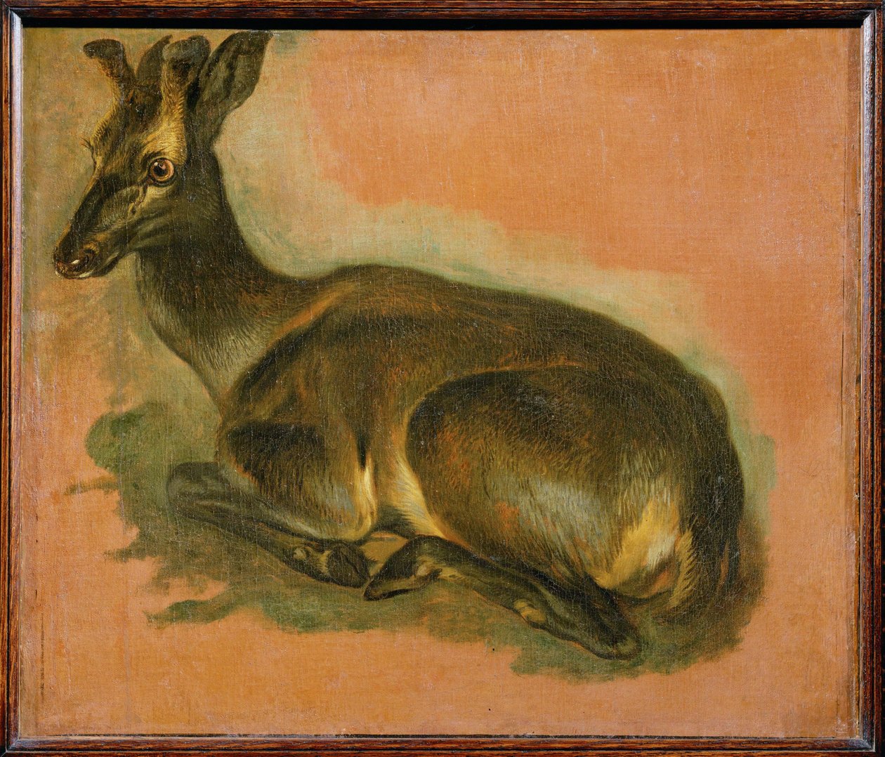 Cerf couché (peinture sur toile) - Pieter or Peter Boel