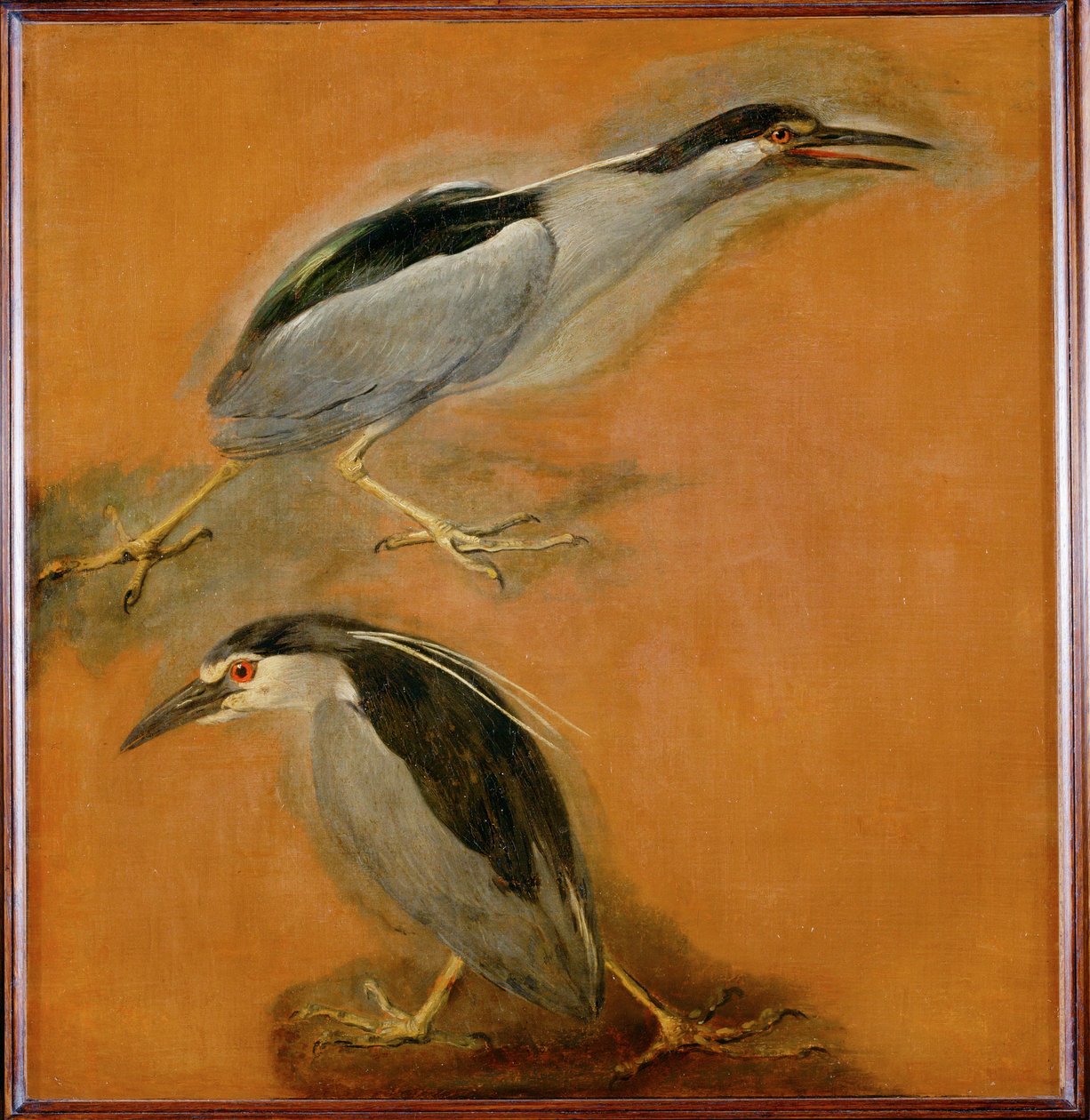 Deux hérons (peinture sur toile) - Pieter or Peter Boel