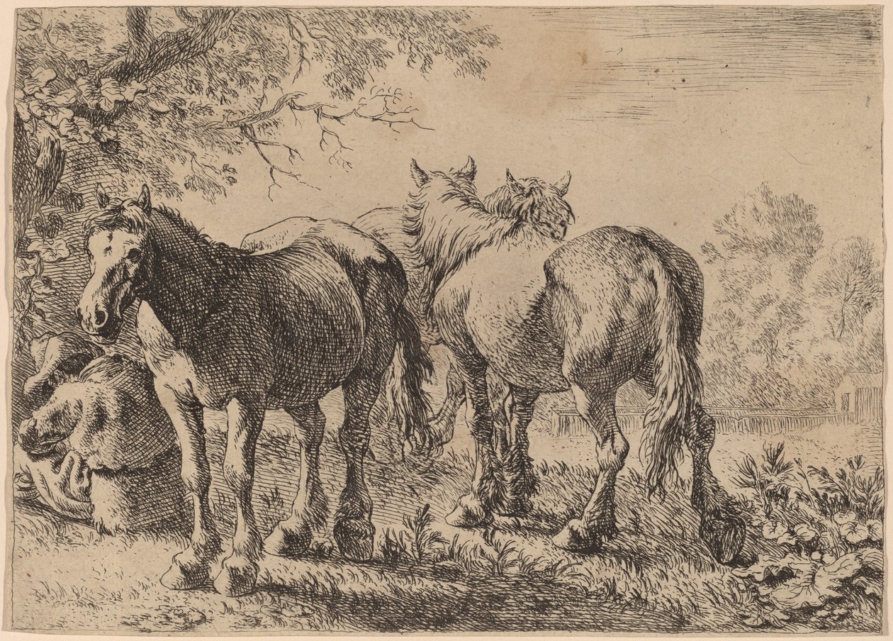 Trois chevaux dans un champ - Pieter van Laer