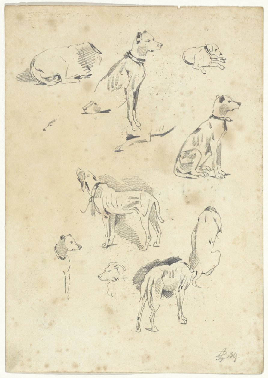 Études de chiens - Pieter van Loon