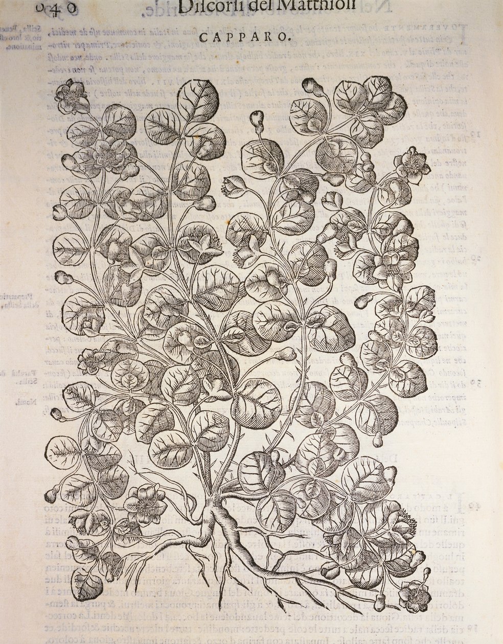 Câprier (Capparis spinosa), gravure par Pier Andrea Mattioli - Pietro Andrea Mattioli