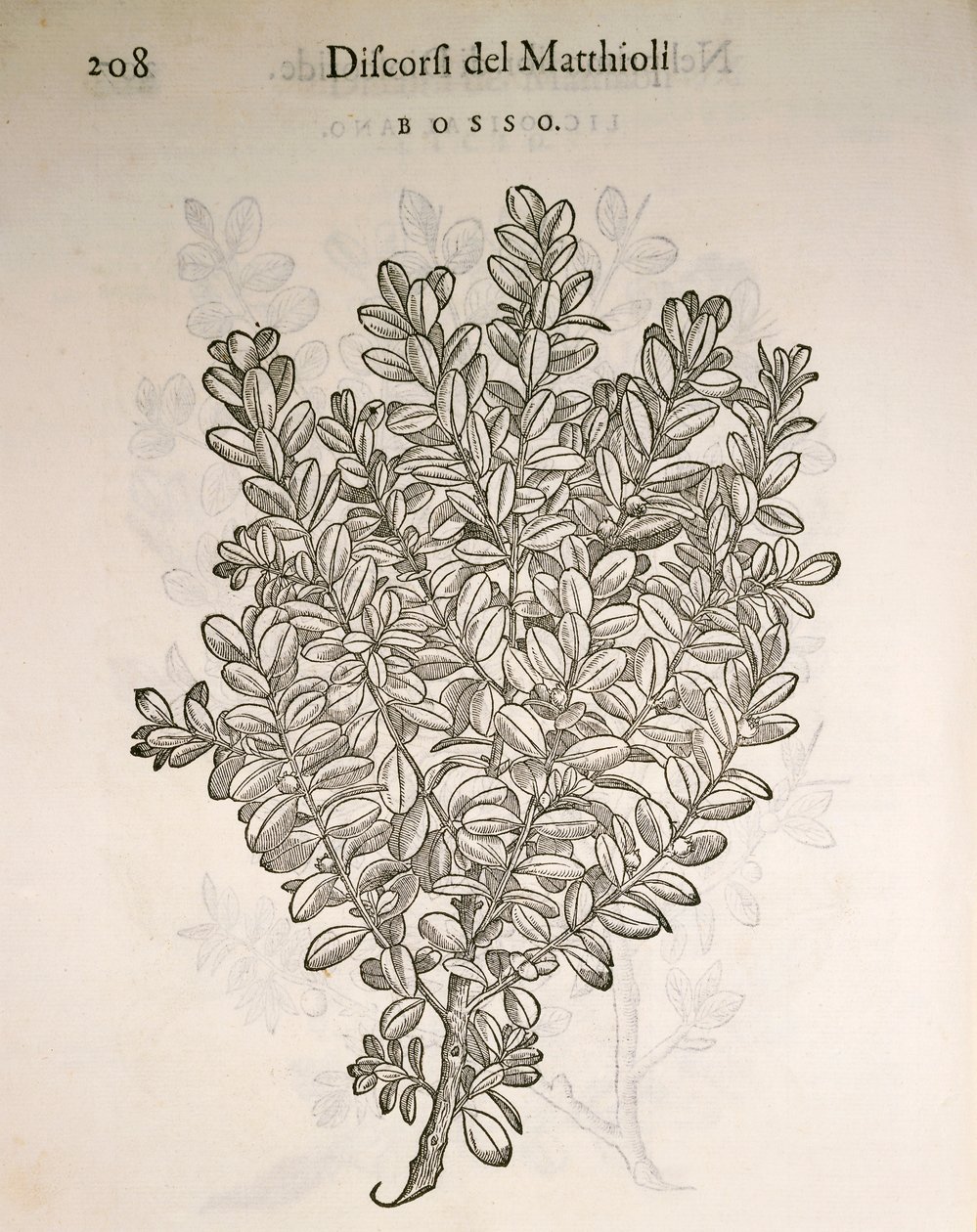 Buis commun (Buxus sempervirens), gravure par Pier Andrea Mattioli - Pietro Andrea Mattioli