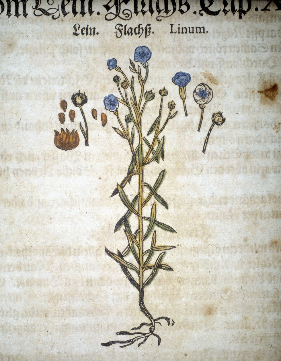 Lin ou Linum - Dans « Herbarium Mattioli ». - Pietro Andrea Mattioli