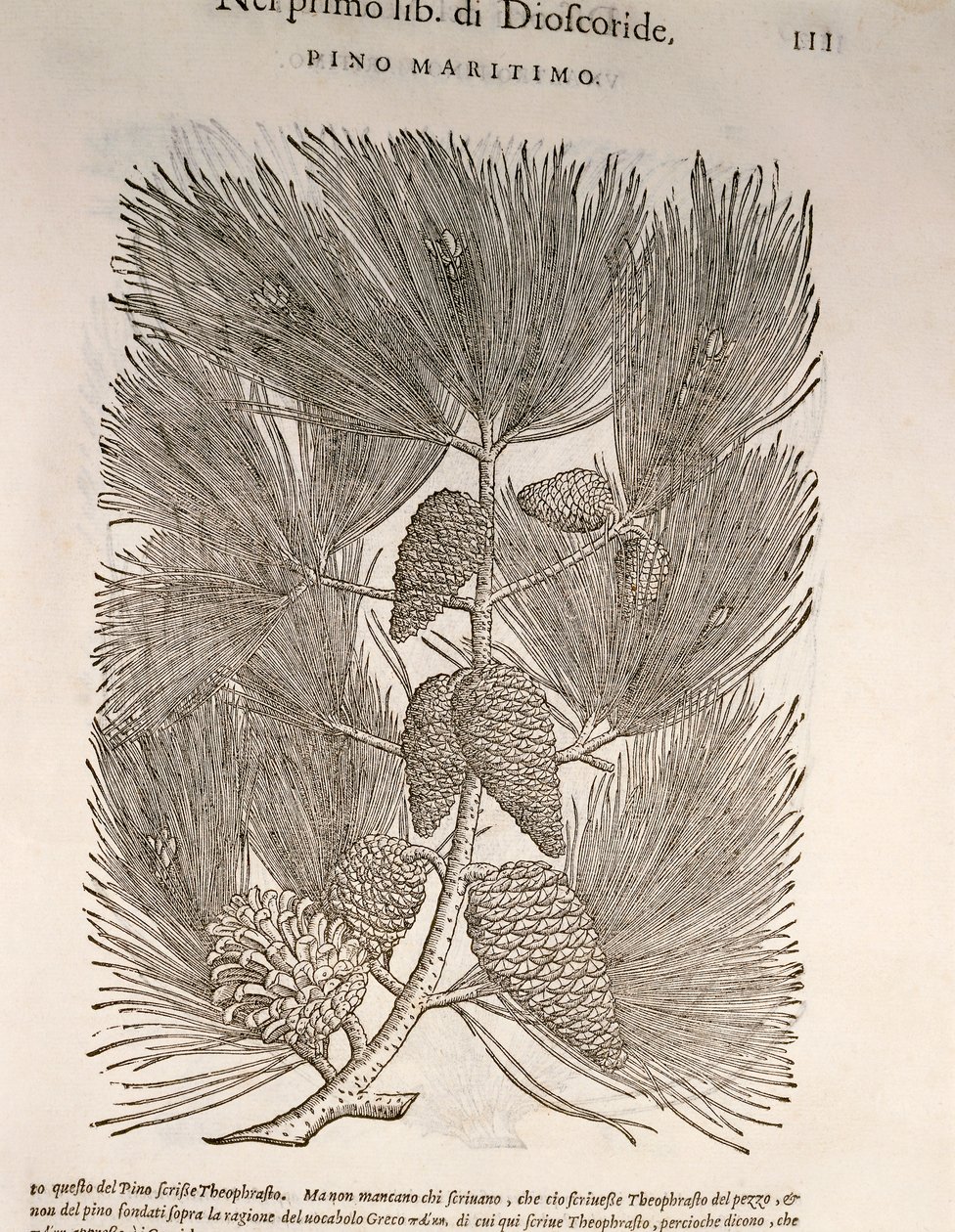 Pin maritime (Pinus pinaster), gravure par Pier Andrea Mattioli - Pietro Andrea Mattioli