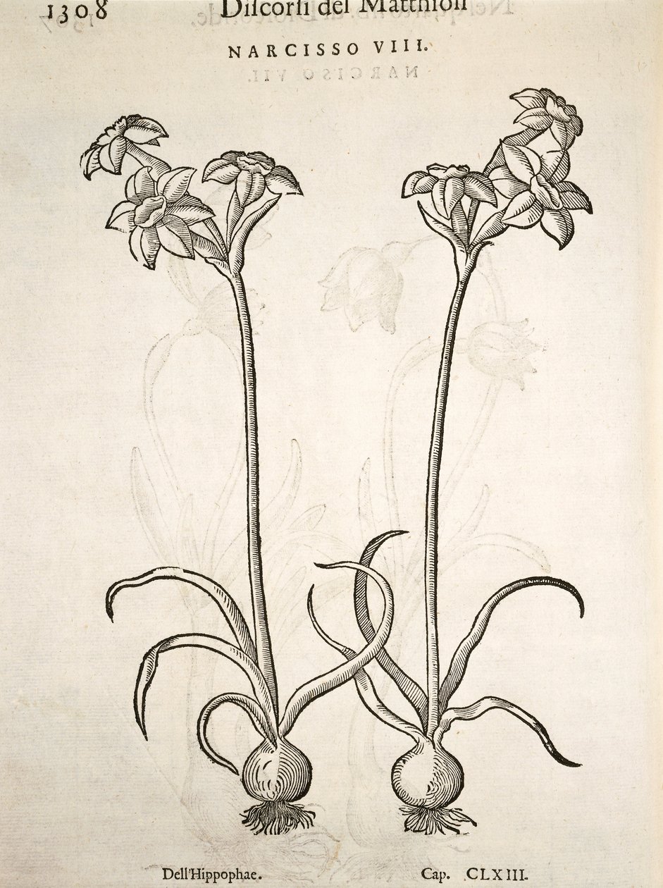 Narcisse, gravure par Pier Andrea Mattioli - Pietro Andrea Mattioli